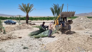 کاشت نخل در دارالرحمه